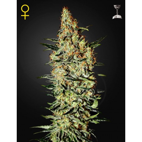 Neville's Haze par Green House Seeds