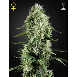 Super Silver Haze - Green House Seeds