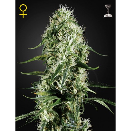 Graines de Super Silver Haze féminisées