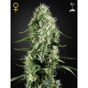 Super Silver Haze - Green House Seeds