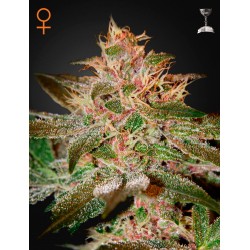 Pure Kush - Green House Seeds