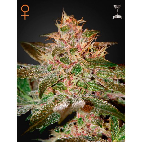 Pure Kush par Green House Seeds