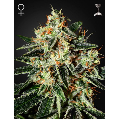 Pure Kush - Green House Seeds