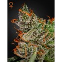 King's Kush - Green House Seeds