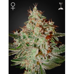 Lemon Skunk - Green House Seeds