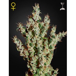 NL5 Haze Mist - Green House Seeds