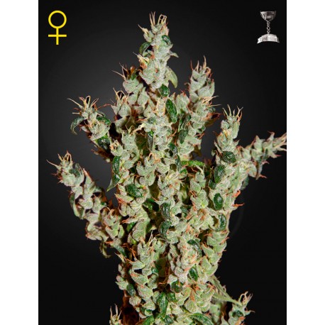 Lemon Skunk - Green House Seeds