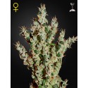 NL5 Haze Mist - Green House Seeds