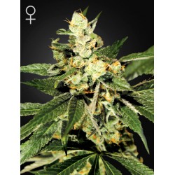 Trainwreck - Green House Seeds