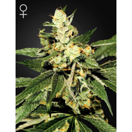 NL5 Haze Mist - Green House Seeds