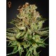 Trainwreck - Green House Seeds