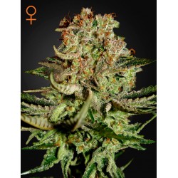 Super Critical - Green House Seeds