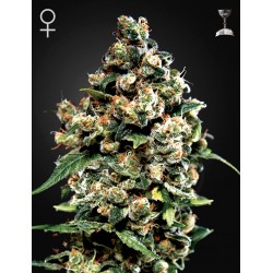 Jack Herer - Green House Seeds