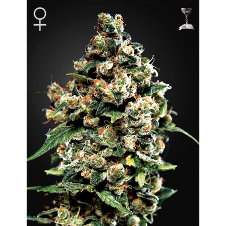 Super Critical - Green House Seeds