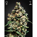 Jack Herer - Green House Seeds