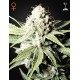 Jack Herer - Green House Seeds