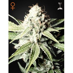 Great white shark - Green House Seeds