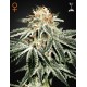 Great white shark - Green House Seeds