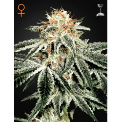 White Widow - Green House Seeds