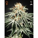 White Widow - Green House Seeds