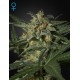 White Widow Autofloraison - Green House Seeds