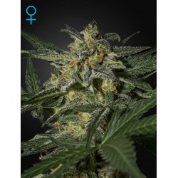 White Widow Autoflorecientes - Green House Seeds