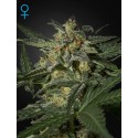 White Widow Autoflowering - Green House Seeds