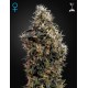 Graines de cannabis Sweet Mango par Green House Seeds