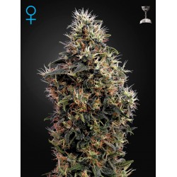 Sweet Mango Autoflorescents - Green House Seeds