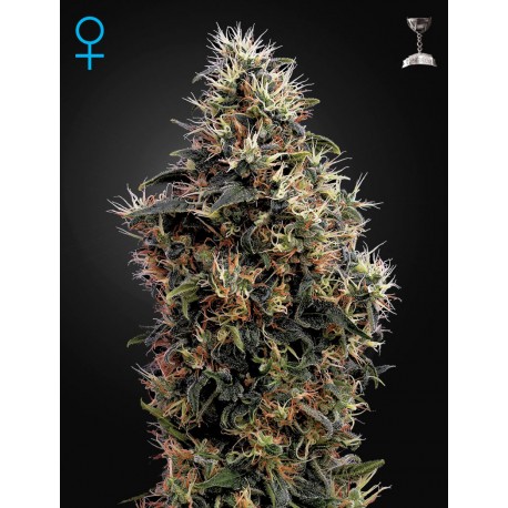 White Widow Autoflowering - Green House Seeds