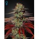 Sweet Mango Autoflowering - Green House Seeds