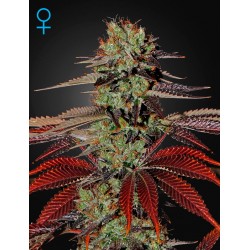 King's Kush Autofiorenti - Green House Seeds