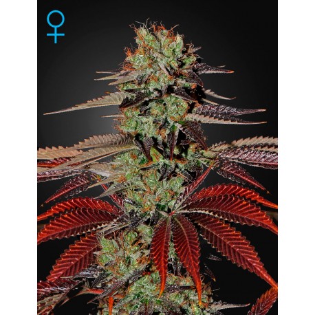 Sweet Mango Autoflorecientes - Green House Seeds