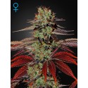 King's Kush Autoflorecientes - Green House Seeds