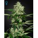 King's Kush Autofiorenti - Green House Seeds