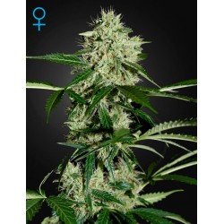 Northern Light Autofloraison - Green House Seeds