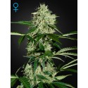 Northern Light Autoflorescents - Green House Seeds