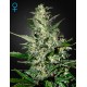 Graines de Super Critical autoflo par Green House Seeds