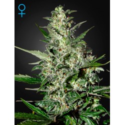 Super Critical Autoflorescents - Green House Seeds