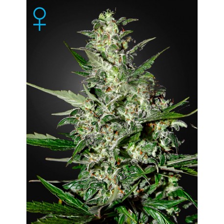 Graines de Super Critical autoflo par Green House Seeds