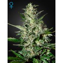 Super Critical Autoflorescents - Green House Seeds