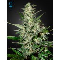 Super Critical Autofloraison - Green House Seeds