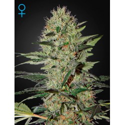 Exodus Cheese Autofloraison - Green House Seeds