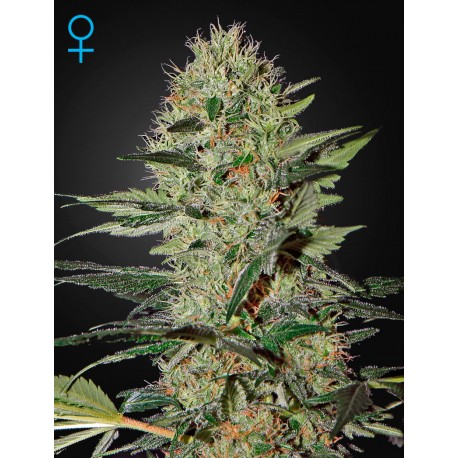 Super Critical Autoflorescentes - Green House Seeds