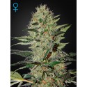 Exodus Cheese Autofiorenti - Green House Seeds