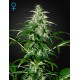 Exodus Cheese Autoflowering - Green House Seeds