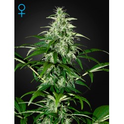 Kalashnikova Autofloraison - Green House Seeds