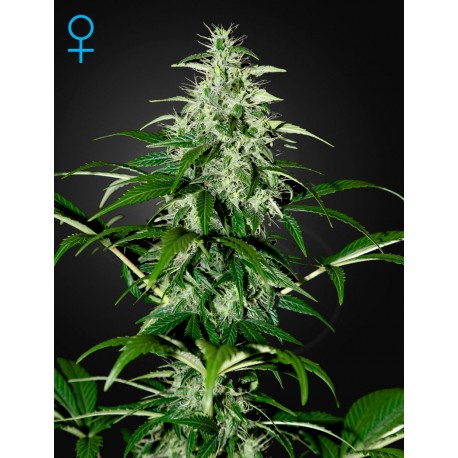 Exodus Cheese Autoflorescents - Green House Seeds