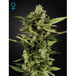 Auto Bomb - Green House Seeds