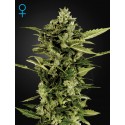 Auto Bomb - Green House Seeds